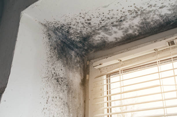 Affordable Mold Cleanup solutions in Cedar, MN